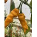 Funky Yellow Pepper Seeds Funky Yellow Pepper Seeds
