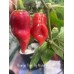 Orange Tiger Taj Mahal Red Pepper Seeds