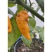 Funky Yellow Pepper Seeds Funky Yellow Pepper Seeds