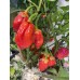 7-Pot Bubble Gum x Scotch Bonnet Apecino Pepper Seeds 