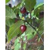 Bico Roxa Pepper Seeds