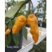 Funky Yellow Pepper Seeds Funky Yellow Pepper Seeds