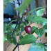 Bico Roxa Pepper Seeds