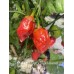 7-Pot Bubble Gum x Scotch Bonnet Apecino Pepper Seeds 
