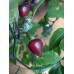 Bico Roxa Pepper Seeds