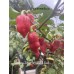 Orange Tiger Taj Mahal Red Pepper Seeds