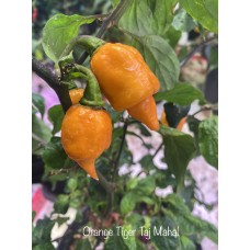 Orange Tiger Taj Mahal Pepper Seeds Orange Tiger Taj Mahal Pepper Seeds