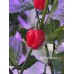 Aji Cachuchon Pepper Seeds Aji Cachuchon Pepper Seeds