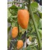 Cheiro Do Norte Pepper Seeds Cheiro Do Norte Pepper Seeds