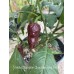Trinidad Scorpion Chocolate long Tail Pepper Seeds 