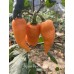 Jigsaw Peach Pepper Seeds Jigsaw Peach Pepper Seeds