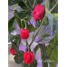 Aji Cachuchon Pepper Seeds Aji Cachuchon Pepper Seeds