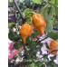 Orange Tiger Taj Mahal Pepper Seeds Orange Tiger Taj Mahal Pepper Seeds