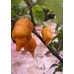 Orange Tiger Taj Mahal Pepper Seeds Orange Tiger Taj Mahal Pepper Seeds