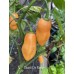 Cheiro Do Norte Pepper Seeds Cheiro Do Norte Pepper Seeds