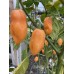 Cheiro Do Norte Pepper Seeds Cheiro Do Norte Pepper Seeds