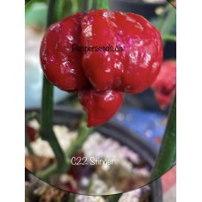 C22 Stinger Pepper Seeds C22 Stinger Pepper Seeds