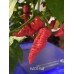 KAOS Red Pepper Seeds KAOS Red Pepper Seeds