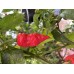 Death spiral Pepper Seeds 