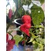 Death spiral Pepper Seeds 