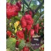 7-Pot Chaos Red Pepper Seeds 