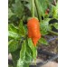 7-Pot Bubble-Gum x Naga Orange Pepper Seeds