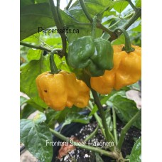 Frontera Sweet Habanero Pepper Seeds 