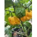 Frontera Sweet Habanero Pepper Seeds Frontera Sweet Habanero Pepper Seeds