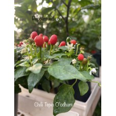 Chilli Tepin O’odham Pepper Seeds 