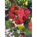 7-Pot Chaos Red Pepper Seeds 