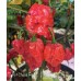 7-Pot Chaos Red Pepper Seeds 