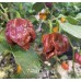7-Pot Chaos Chocolate Pepper Seeds 