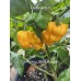 Frontera Sweet Habanero Pepper Seeds Frontera Sweet Habanero Pepper Seeds