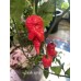 Death spiral Pepper Seeds 