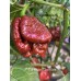 7-Pot Chaos Chocolate Pepper Seeds 