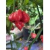 C22 Stinger Pepper Seeds 
