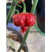 C22 Stinger Pepper Seeds 