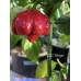C22 Stinger Pepper Seeds 
