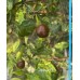 Chilli Tepin Cappuccino Pepper Seeds 