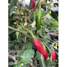 Hidalgo Pepper Seeds