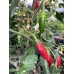 Hidalgo Pepper Seeds