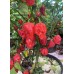 7-Pot Chaos Red Pepper Seeds 