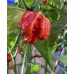 7-Pot Zing Pepper Seeds 
