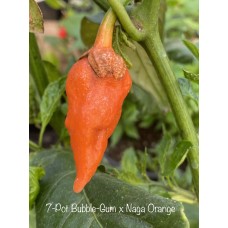 7-Pot Bubble-Gum x Naga Orange Pepper Seeds