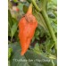 7-Pot Bubble-Gum x Naga Orange Pepper Seeds