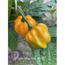 Aji Dulce Sweet Rolo Yellow Pepper Seeds 
