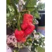 Death spiral Pepper Seeds 