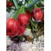 Bolivian Red Pepper Seeds 