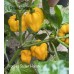 Frontera Sweet Habanero Pepper Seeds Frontera Sweet Habanero Pepper Seeds