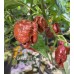 7-Pot Chaos Chocolate Pepper Seeds 